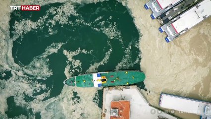 Deniz salyası su altındaki canlıların yaşamını tehdit ediyor