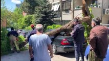 Kadıköy'de otomobillerin üzerine ağaç devrildi