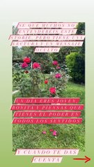 Ana María Aldón presume de impresionante jardín repleto de rosas