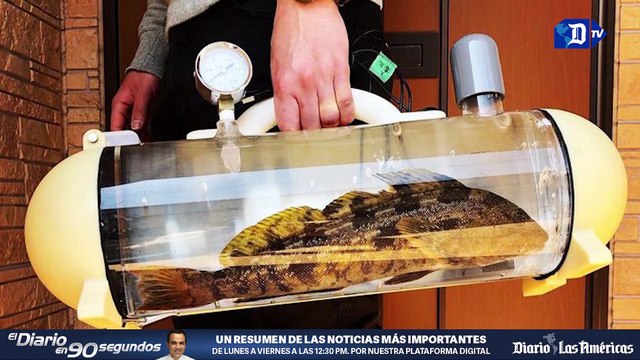 Crean un maletín que permite llevar peces vivos | La buena noticia