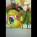 Funny Parrots Videos Compilation Cute Moment Of The Animals - Cutest Parrots #46 - Compilation 2021
