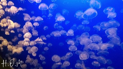 Heart of Music : By the Sea.  Relaxing Sleep Music + Stress Relief Music