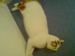 TOMY mon chat 2