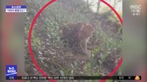 [뉴스터치] 표범 3마리 탈출…쉬쉬한 中 동물원 뭇매