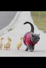 Smart cat! See how he leads a group of chicks on his own