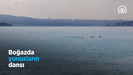 İstanbul Boğazı'nda yunusların dansı