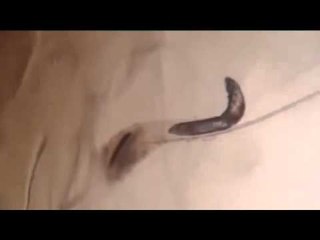 مخلوقات بثماني أرجل على وجوه كل البشر