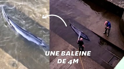 Un bébé baleine s’est retrouvé coincé dans la Tamise