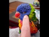 AWW Animals SOO Cute! Cute baby animals Videos Compilation cute moment of the animals  7