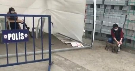 Polis, yavru köpekleri sütle besledi