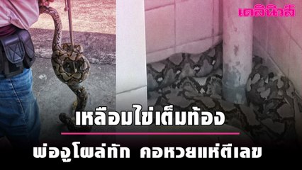 ผวา! เหลือมไข่เต็มท้องร่วงฝ้า พ่องูโผล่ทักคอหวยแห่ตีเลข