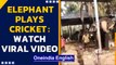 Elephant plays better cricket than even international players, do you agree?| Oneindia News