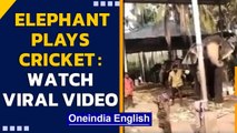 Elephant plays better cricket than even international players, do you agree?| Oneindia News