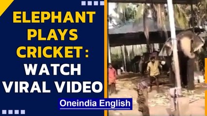 Elephant plays better cricket than even international players, do you agree?| Oneindia News