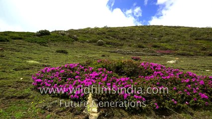 Tibet's mysterious Gama Valley _ exploration and conservation