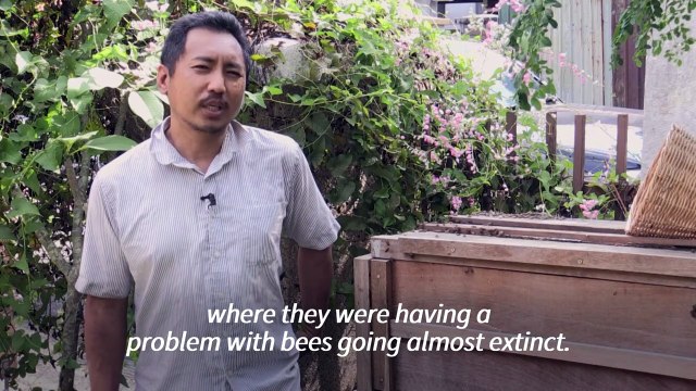 Saving Malaysia's bees, one swarm at a time