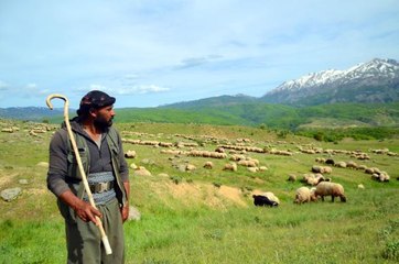 MUŞ'TA YAYLALAR ŞENLENDİ
