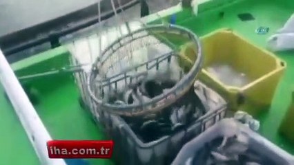 Norveç somonuna rakip çıktı!