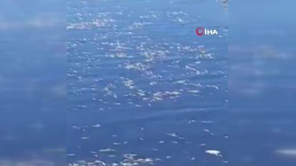 Dicle Nehri'nde binlerce ölü balık kıyıya vurdu
