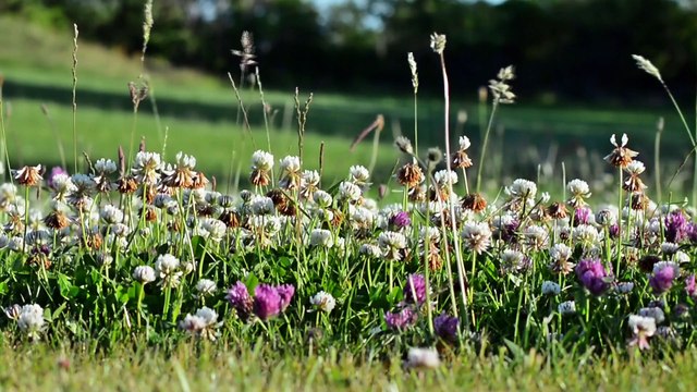 Evening Grosbeak facts not actually gross! Animal Fact Files
