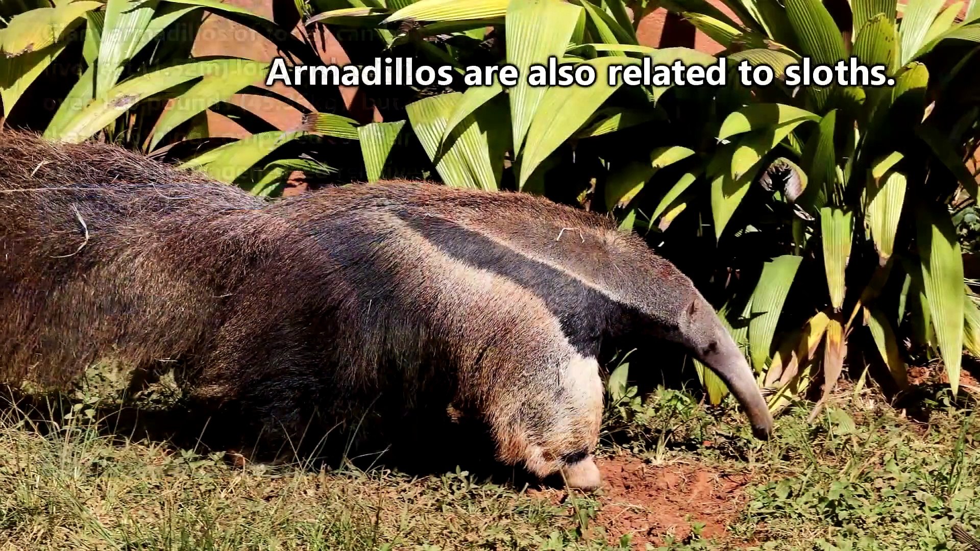 Armadillo facts the mammal that rolls up into a ball  Animal Fact Files