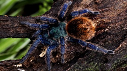 Tarantula facts one of us has actually been pooped on by one of these ladies  Animal Fact Files