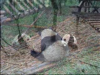 Chine Pandas