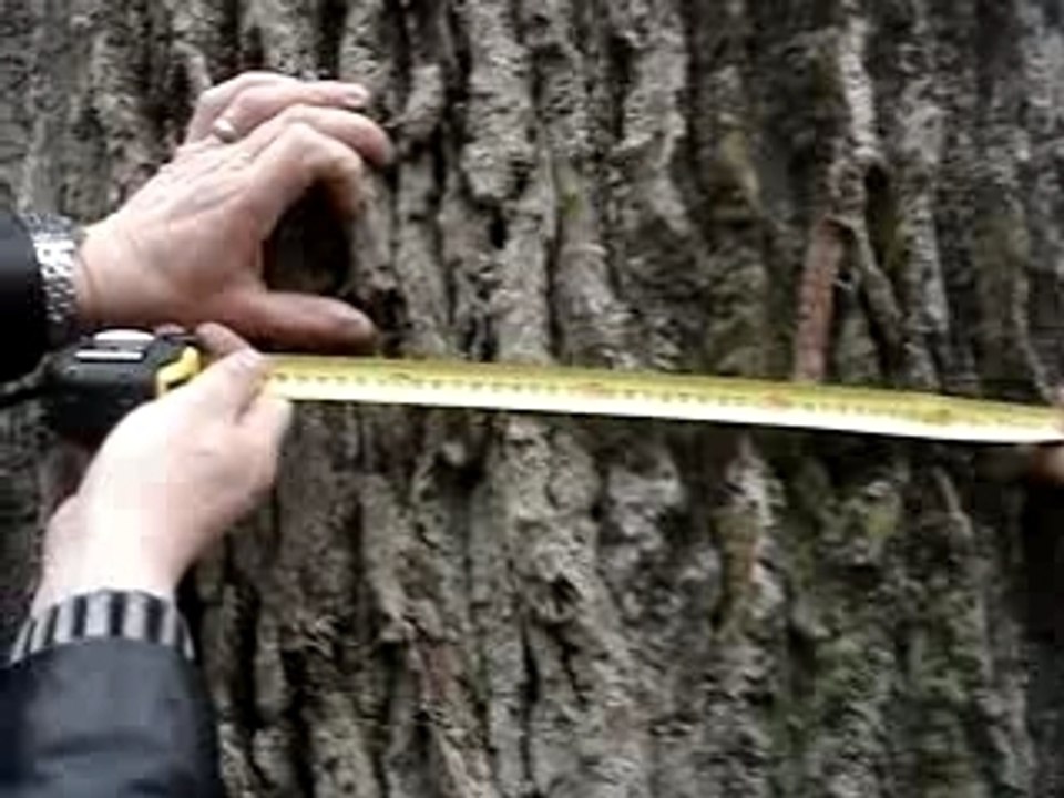 Gros Chêne de Veuxhaulles-sur-Aube