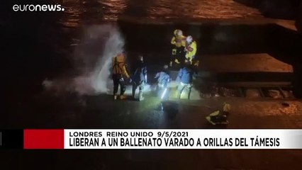 Un ballenato se quedó varado en la orilla del Támesis y tuvo que ser liberado por los rescatistas