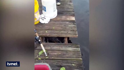 Dev timsaha karşı gelen kaplumbağanın büyük zaferi