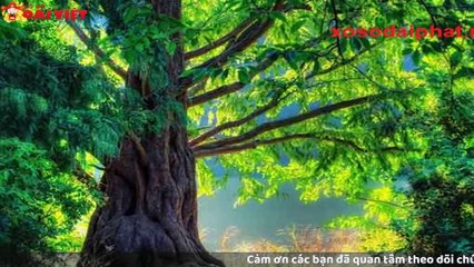 Mơ thấy cây cổ thụ có tỉ lệ trúng cao nhất