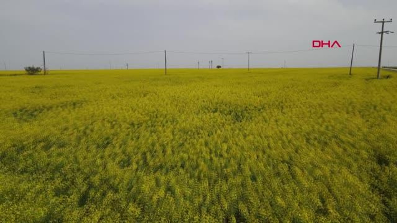 AZ SU TÜKETEN KANOLA, TUZ GÖLÜ HAVZASININ GÖZDESİ OLDU