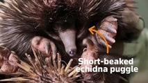 Australian zoo welcomes rare echidna puggle