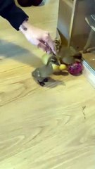 Cute ducklings hatched in an incubator in Milton Keynes