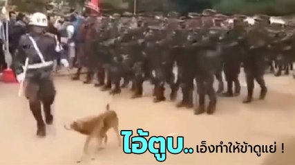 อย่างจี้ ! เมื่อเจ้าตูบเดินขวางขบวนทหาร ผลสุดท้ายเอ็งทำให้พี่ทหารดูแย่