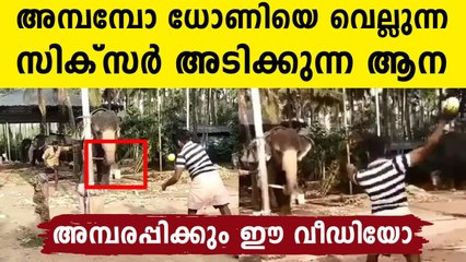 Watch Amusing Video Of Elephant Playing Cricket