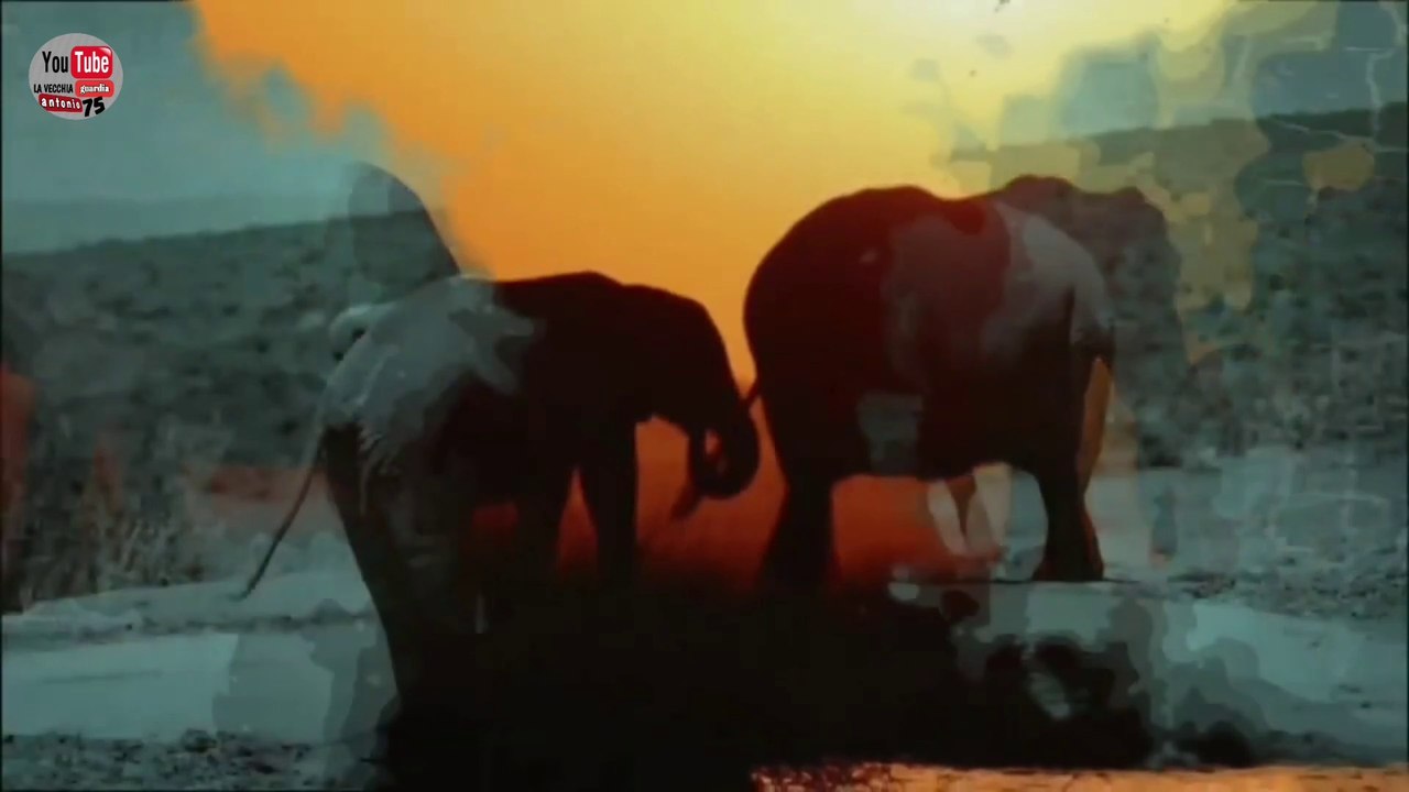 they kill elephants uccidono elefanti