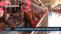 Harga Jagung Mahal, Peternak Ayam Terancam Gulung Tikar