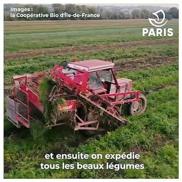 D’où viennent les carottes que mangent les enfants dans les écoles et les crèches parisiennes ?