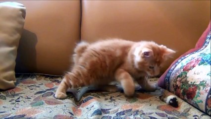 Mi película de gatos graciosos, lindos y divertidos.