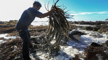 Chile's alginate supply under threat of illegal harvesting, black market
