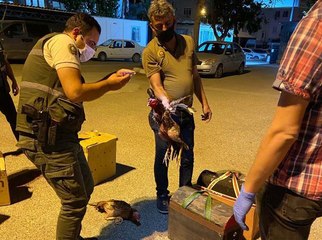 OSMANİYE'DE HOROZ DÖVÜŞTÜREN 8 KİŞİYE 151 BİN TL CEZA