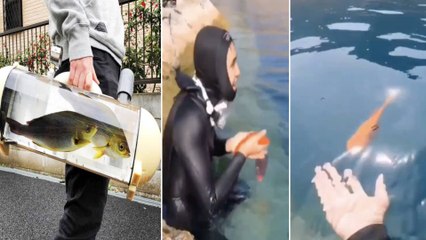 #Watch Fish Human Attachment | Smart Fish | Oneindia telugu