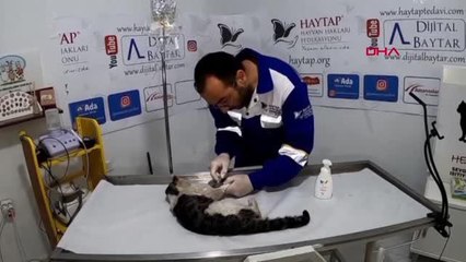 GÖZLERİ OYULMUŞ HALDE BULUNAN KEDİ, TEDAVİYLE HAYATA TUTUNDU