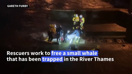 Whale freed after being stuck in London's river Thames