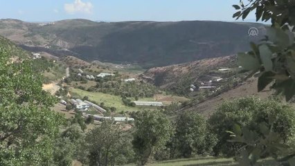 Ulaştı köyünde imece usulü yılda yaklaşık 20 milyon sebze fidesi üretiliyor