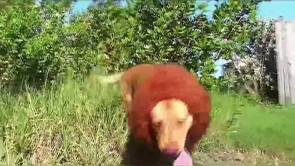 Köpeğe aslan yelesi takıp milletin aklını aldı