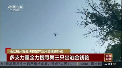 Un leopardo anda suelto en la ciudad china de Hangzhou.