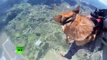 Askeri köpekler paraşütle atlama eğitiminde