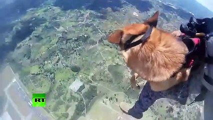 Askeri köpekler paraşütle atlama eğitiminde